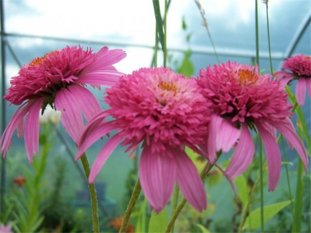 Rudbekija  